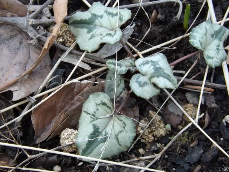 Cyclamen foliage photo cyclamen_zps77e5824c.jpg